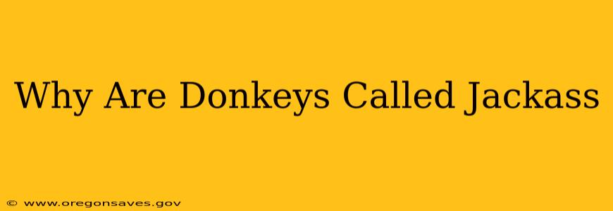 Why Are Donkeys Called Jackass