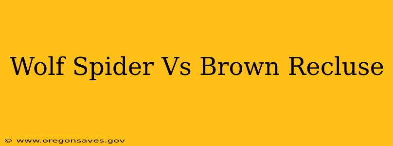 Wolf Spider Vs Brown Recluse