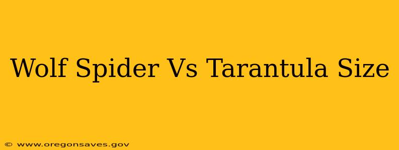 Wolf Spider Vs Tarantula Size